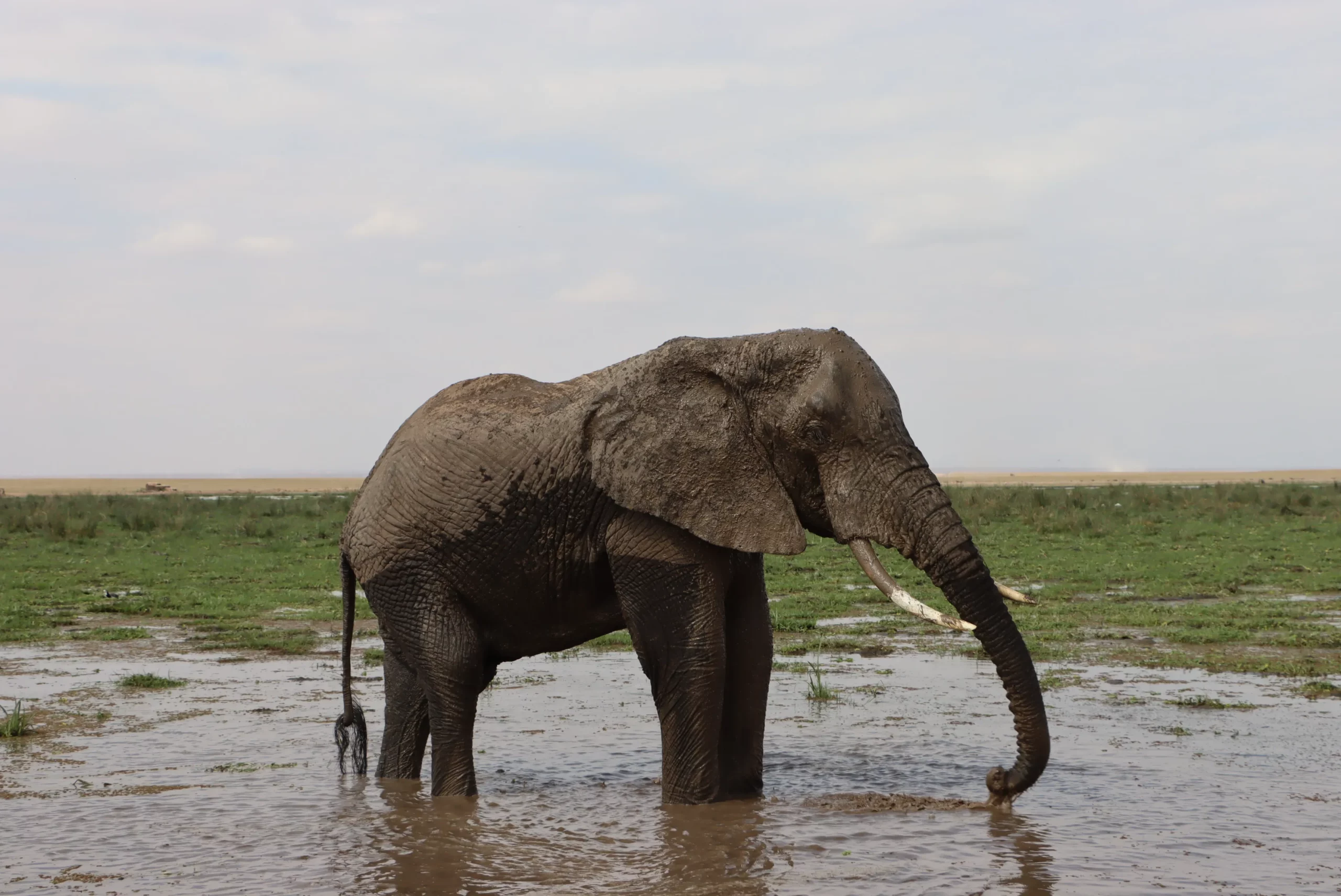 Elephant at Amboseli