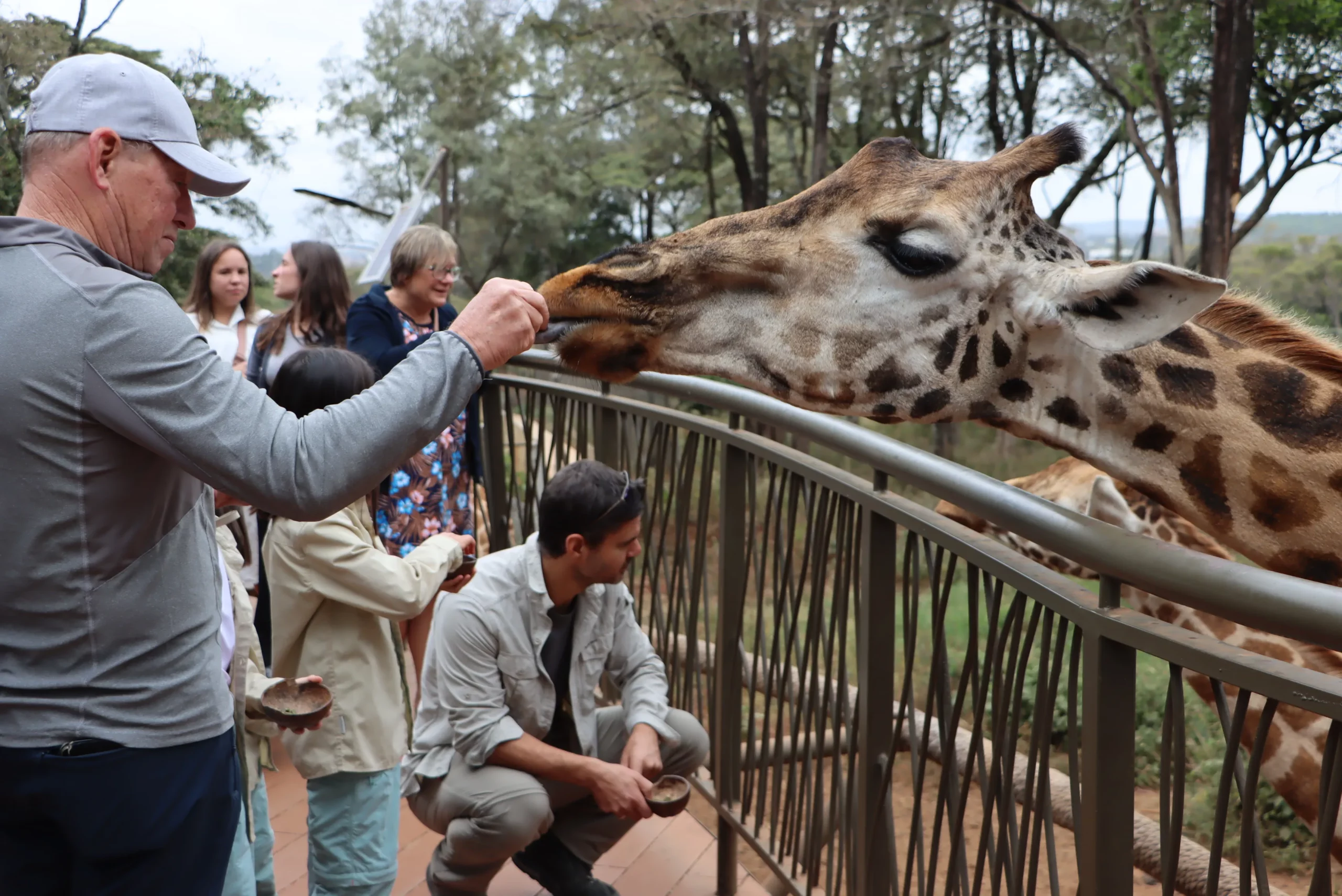 feeding a giraffe