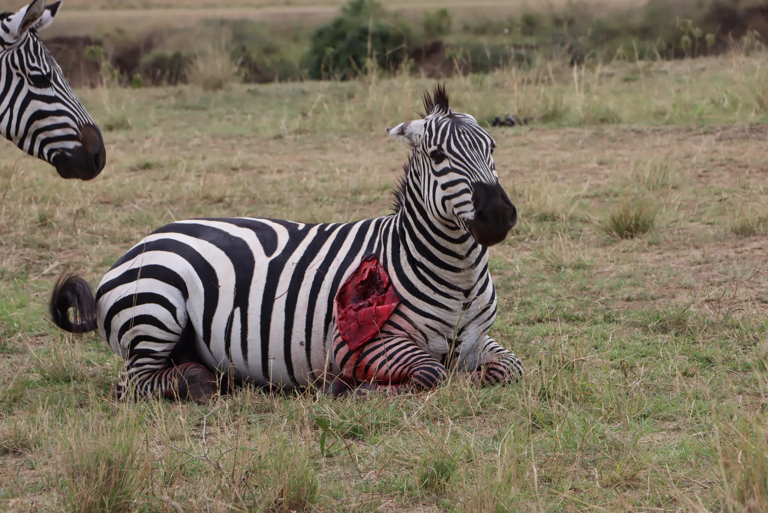 Zebra