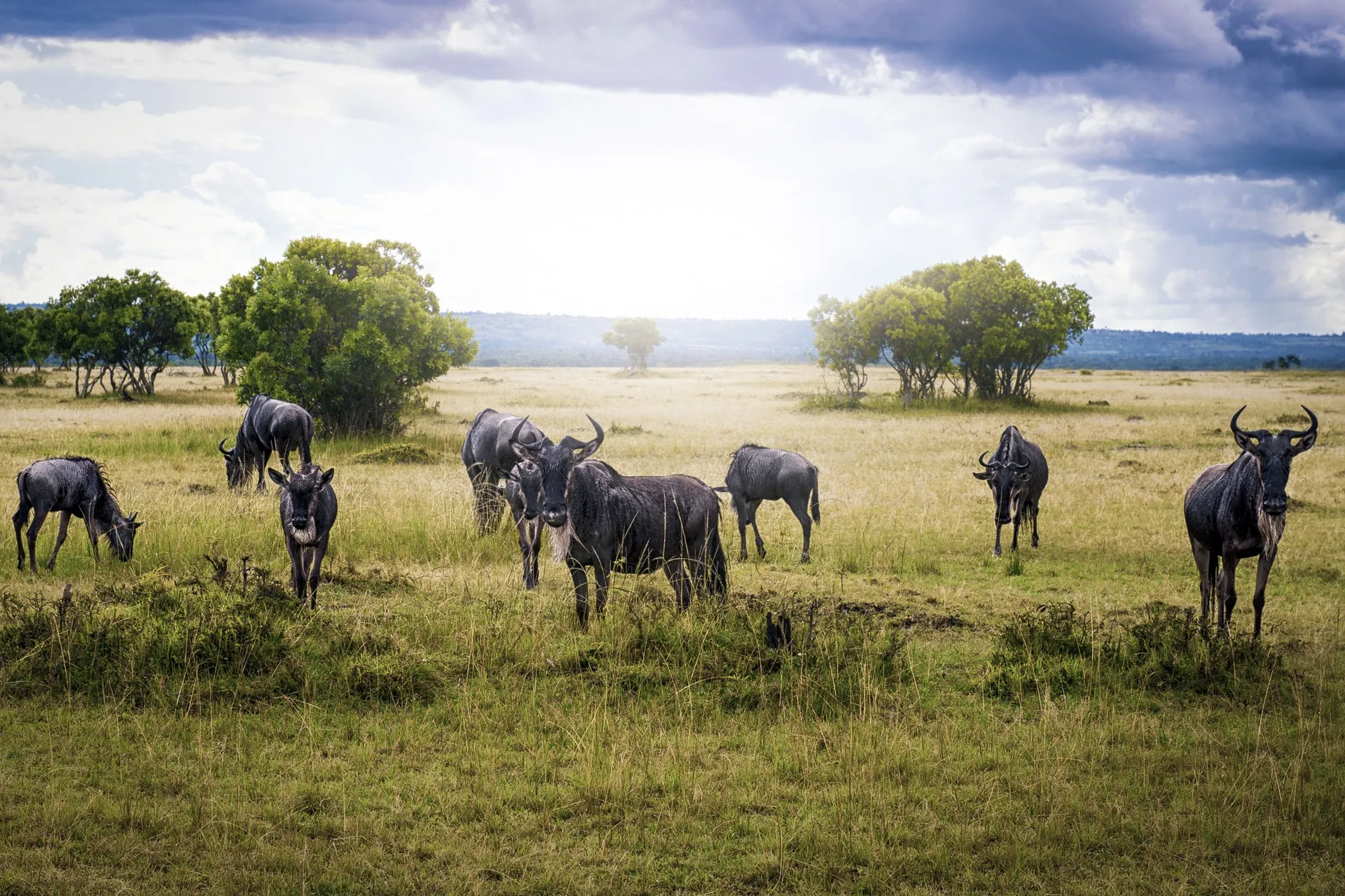 great migration wildebeest kenya