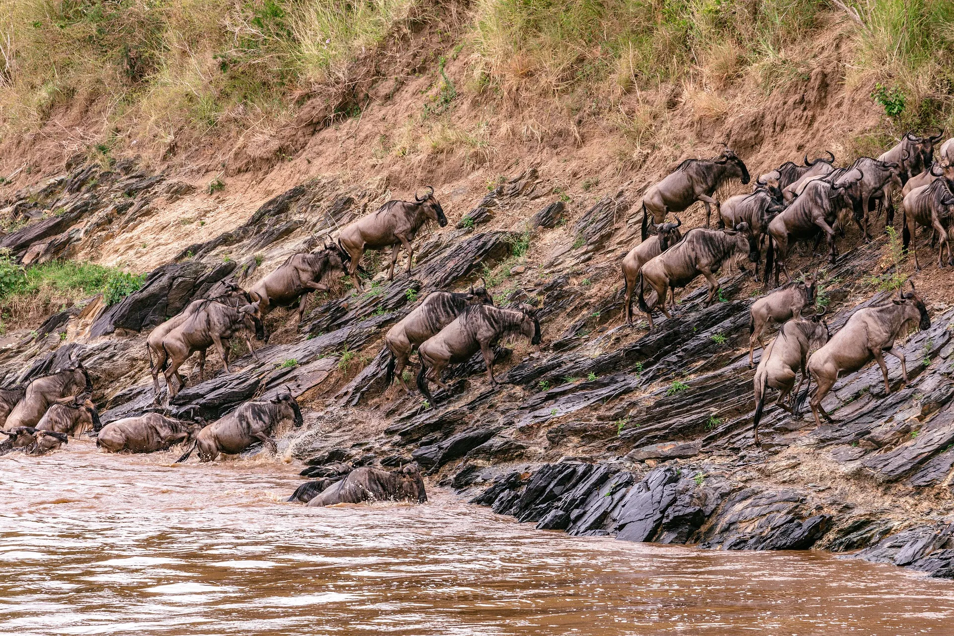 wildebeest migration