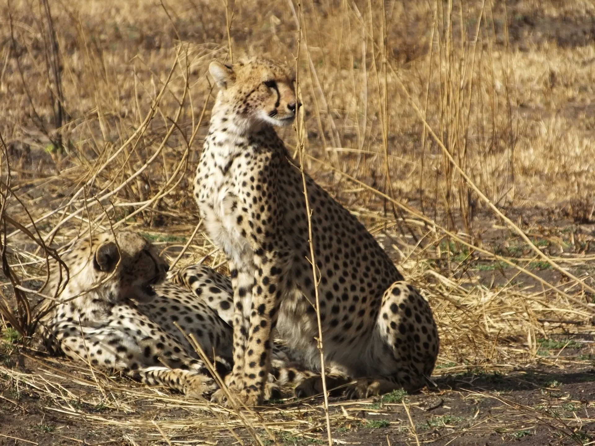 serengeti national park is located in serengeti national park is located in