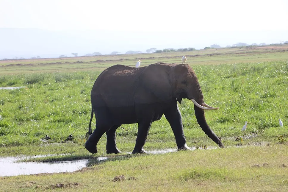 Kenya private safari -