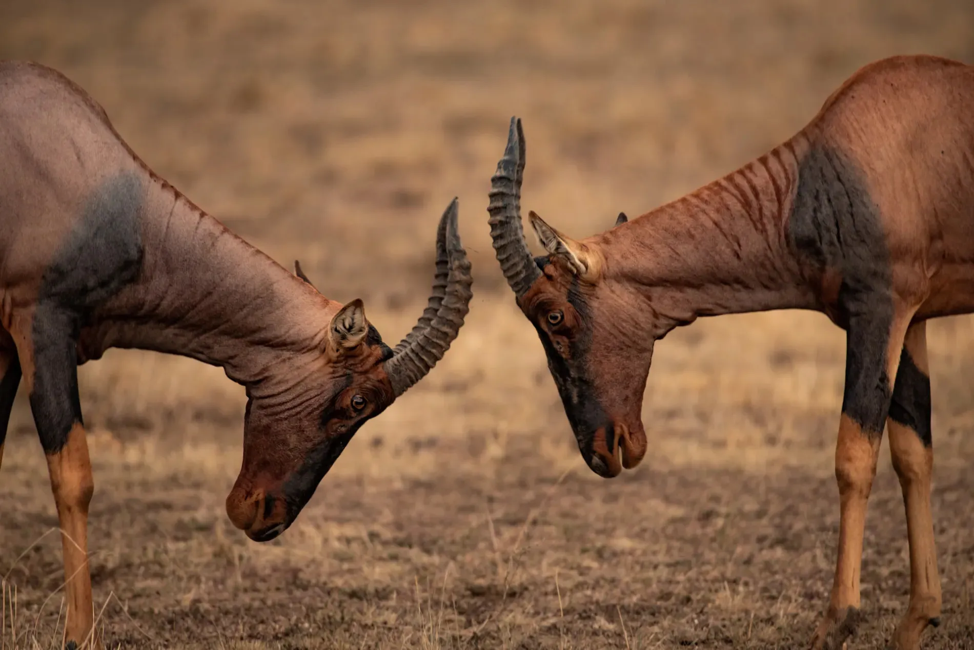 Topi - safaris in nairobi kenya