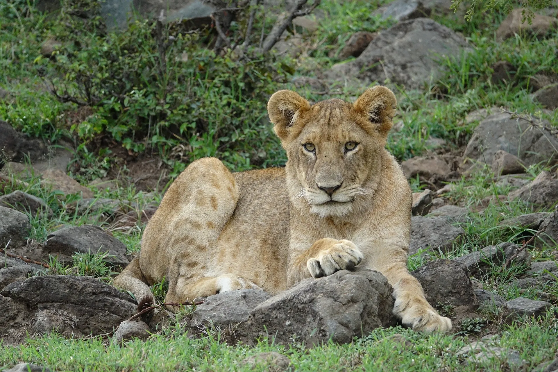 nairobi safari masai mara