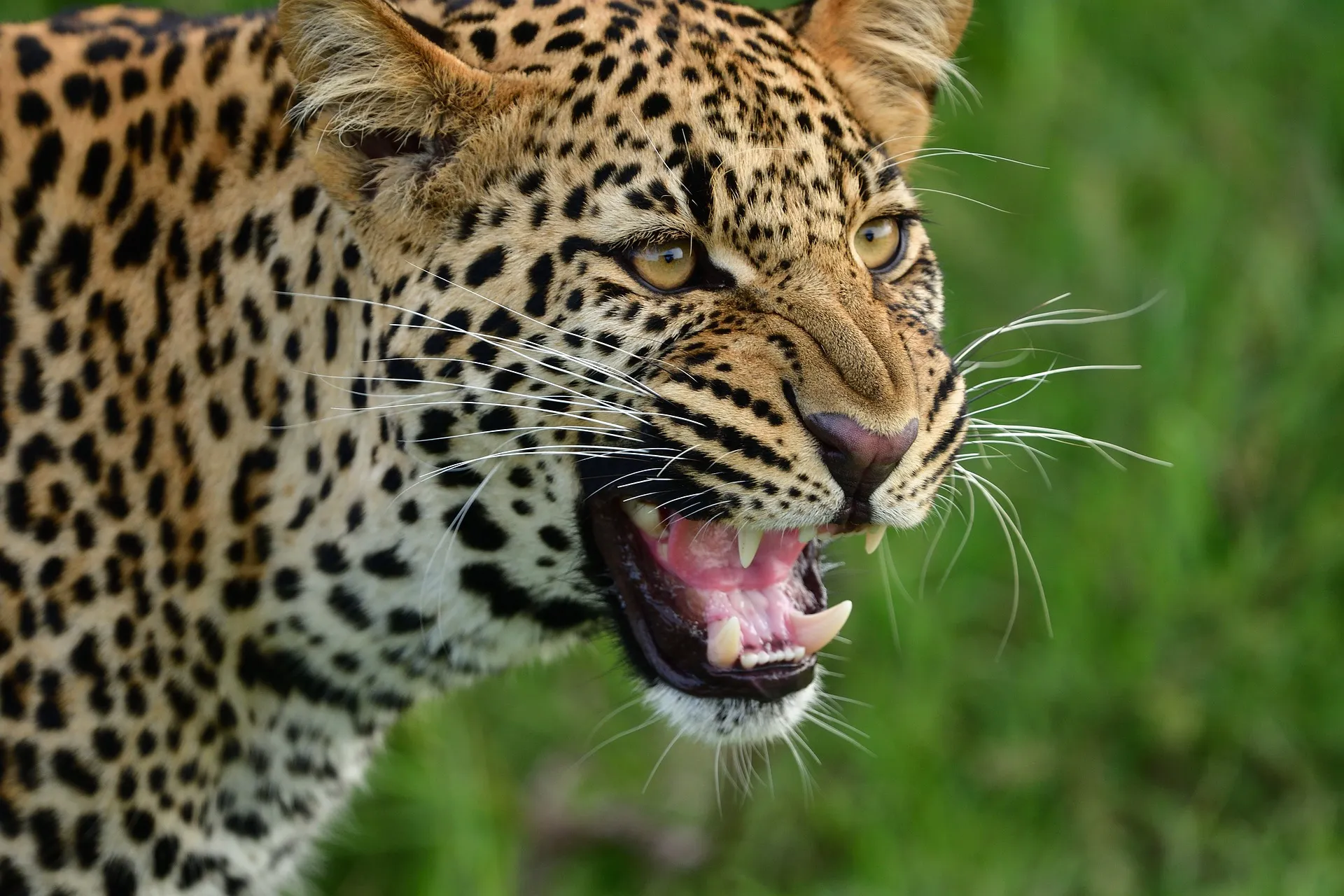 leopard in Kenya - safari to kenya packages