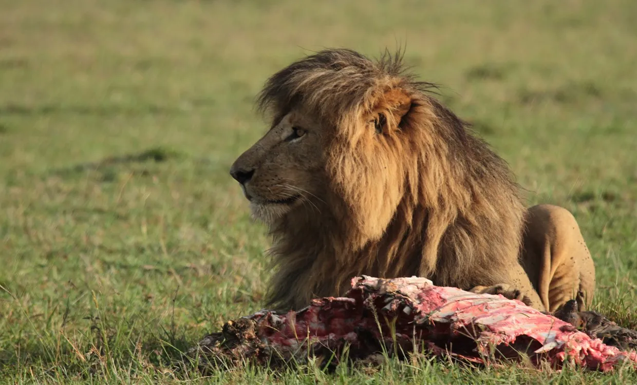 Kenya package - lion
