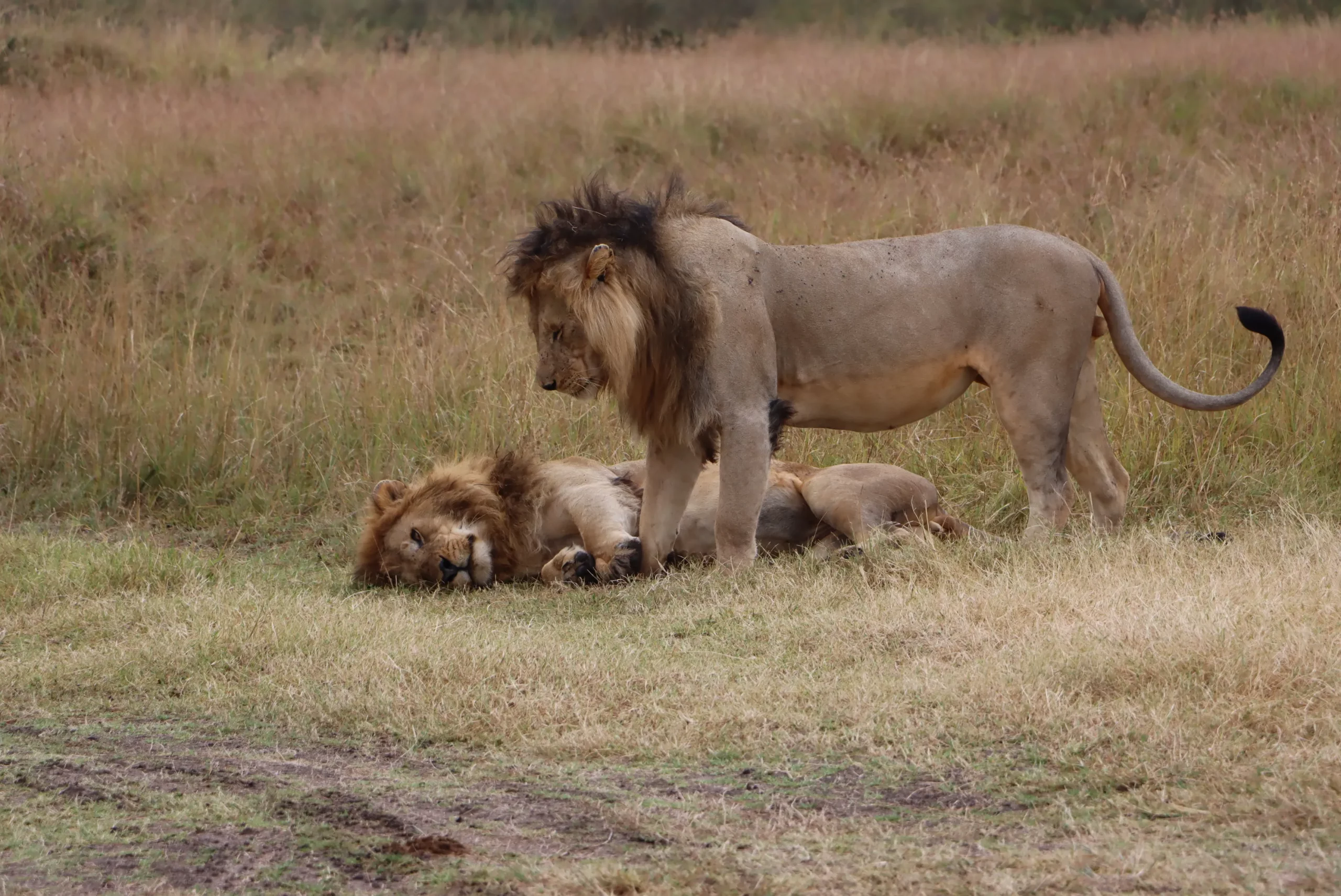 lion at Mara - kenya 3 day safari