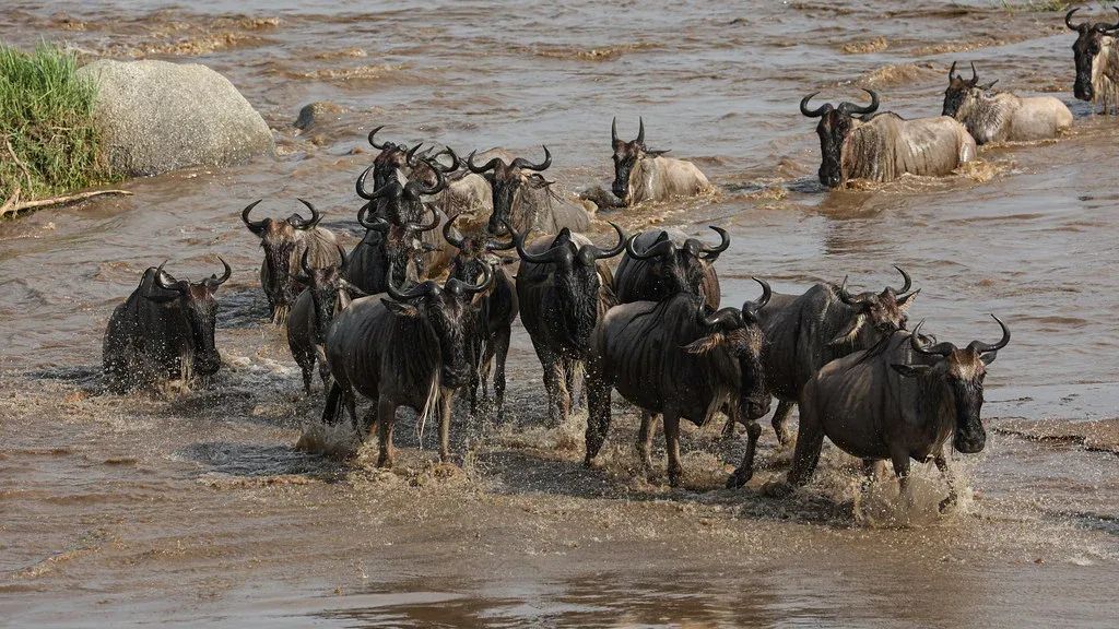 Great migration masai mara - wildebeest