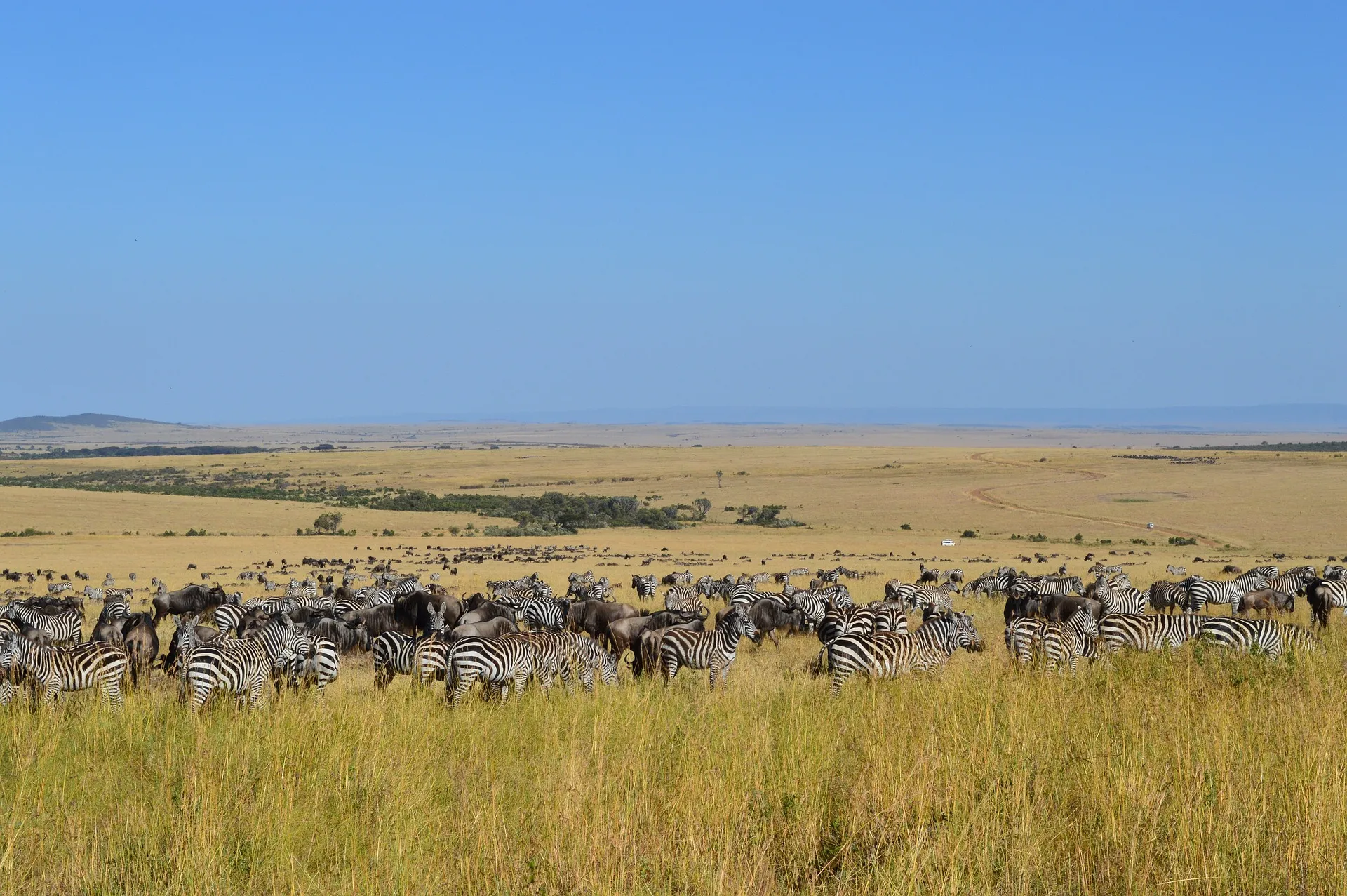 kenya wildlife -wildebeest