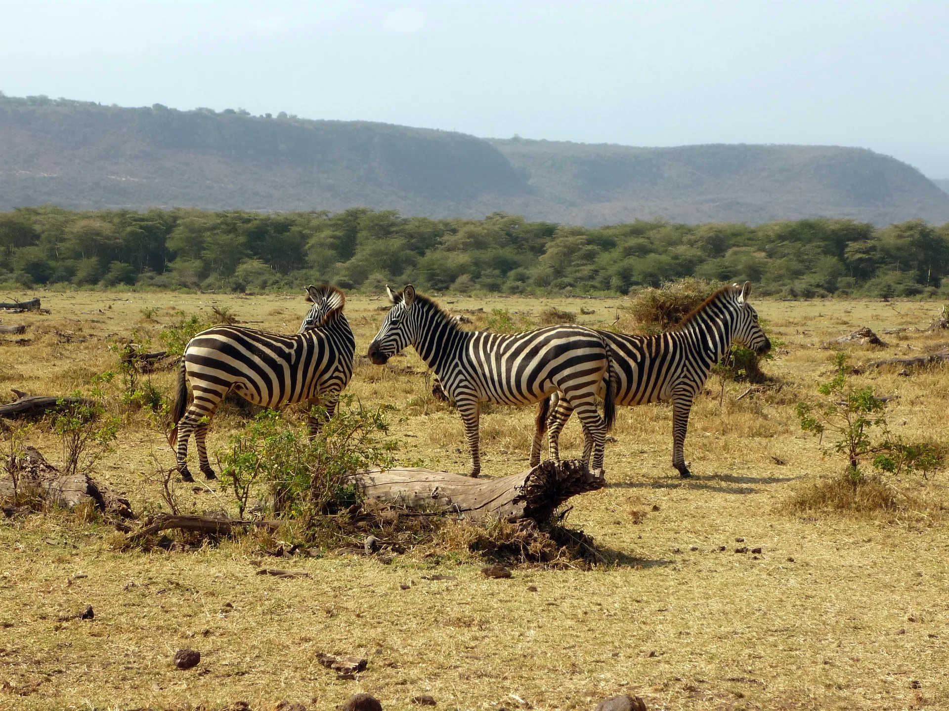 safaris in tanzania and kenya - zebra