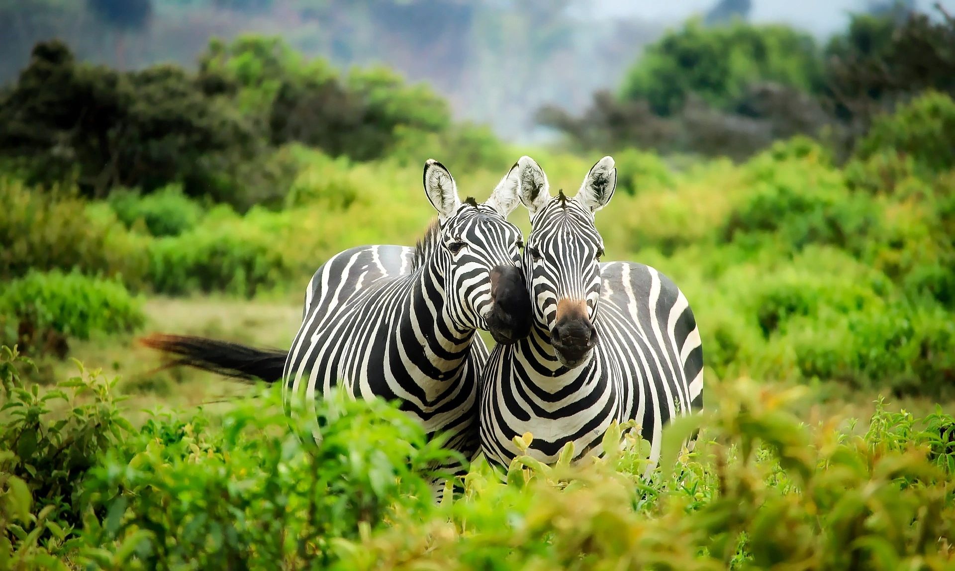 kenya wildlife safari - Zebras