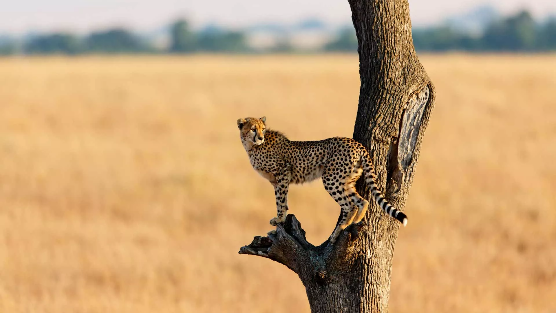 kenya tour - Cheetah