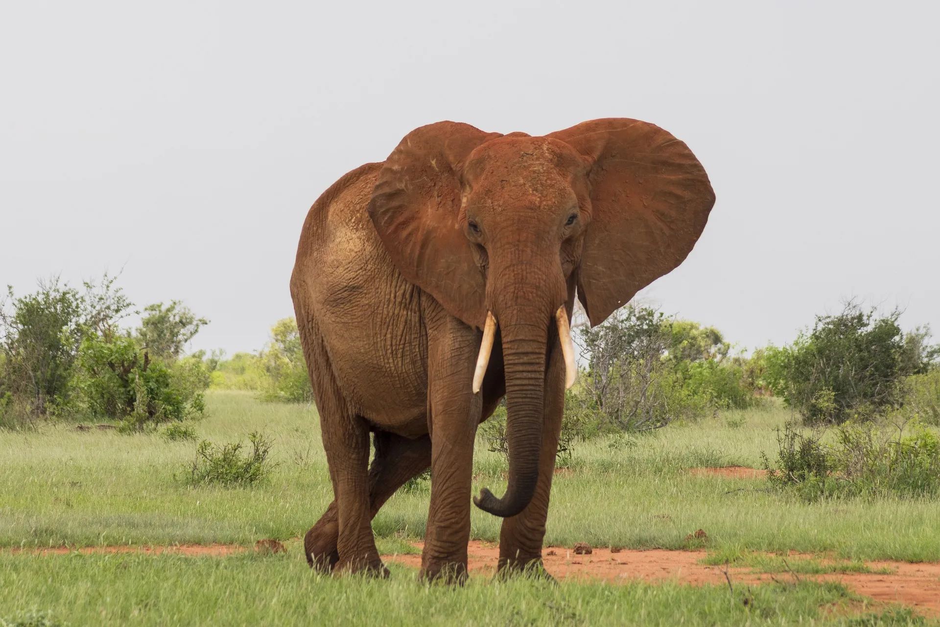 kenya animal - elephant