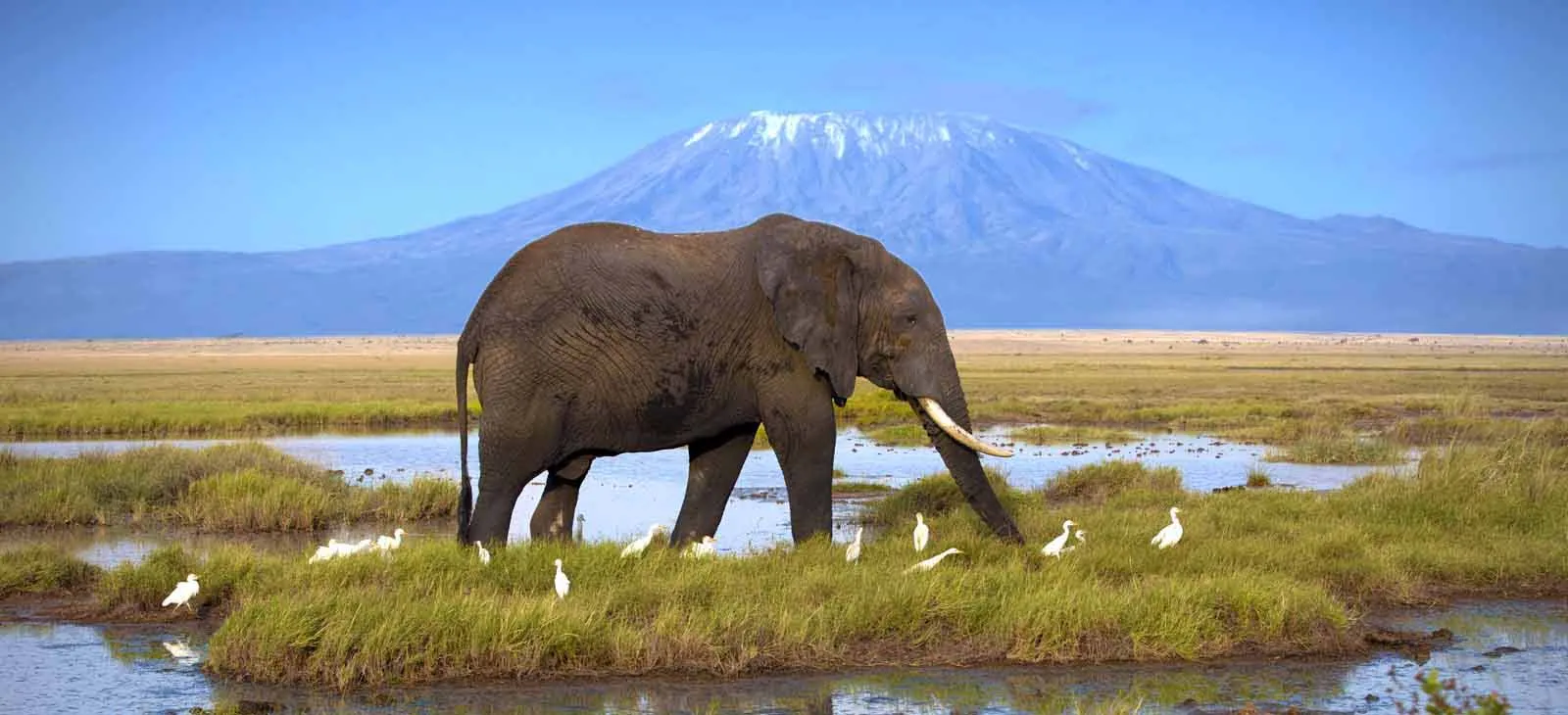 kenya safari tour- elephant