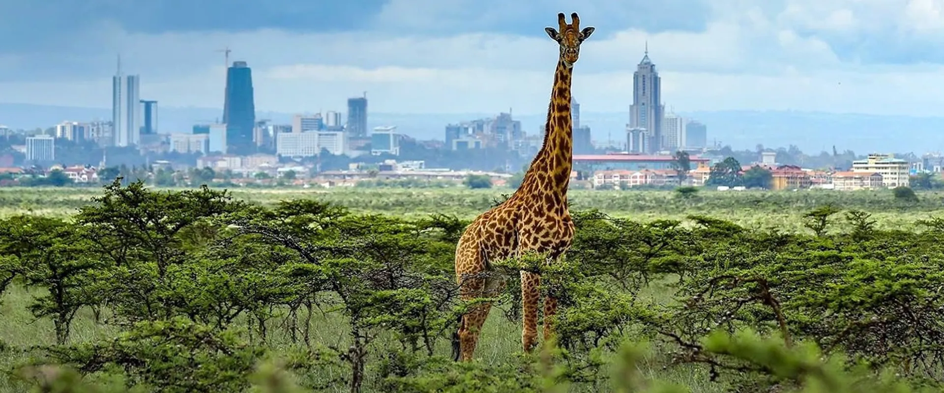 giraffe - safari tours nairobi