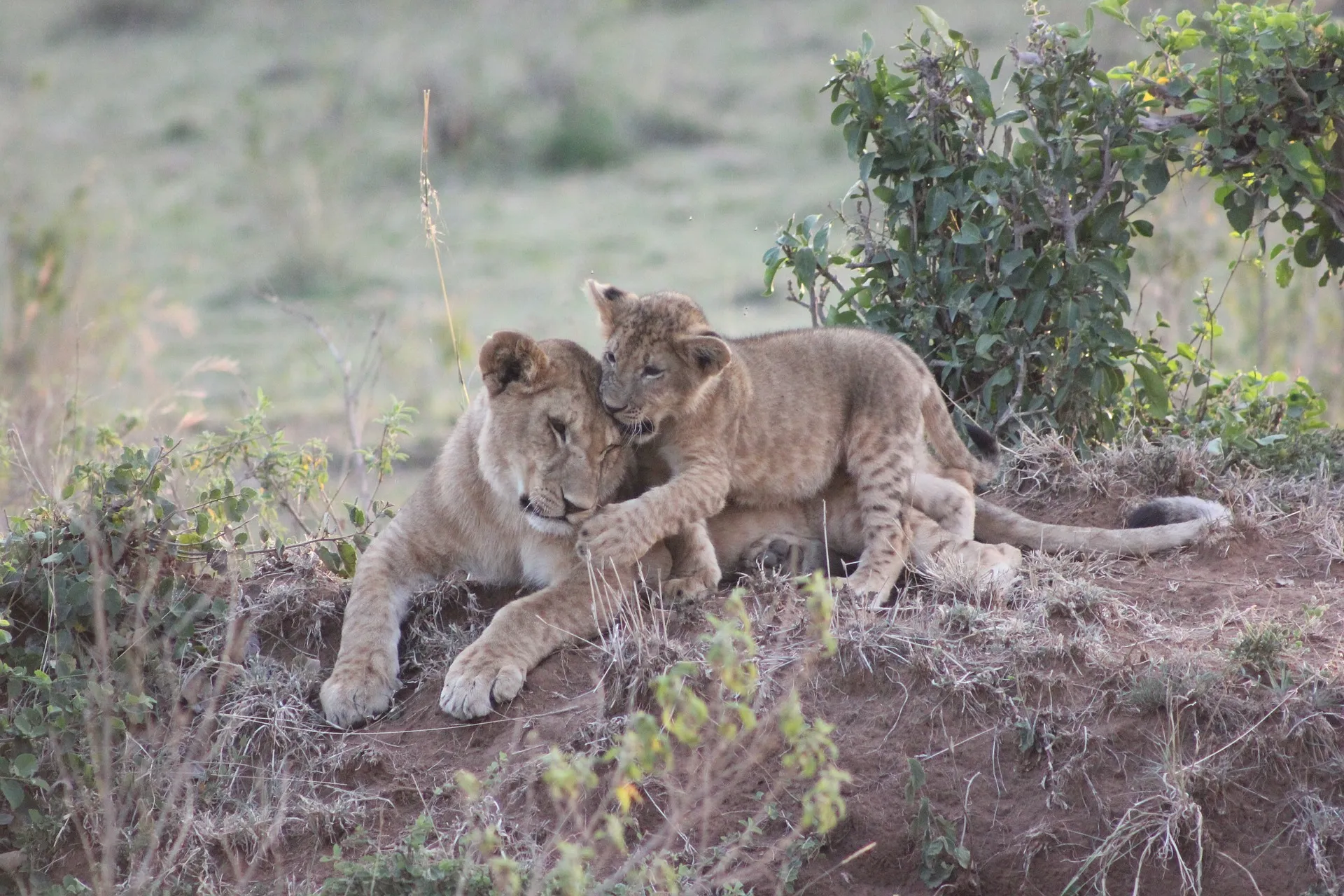 safari booking kenya - lion