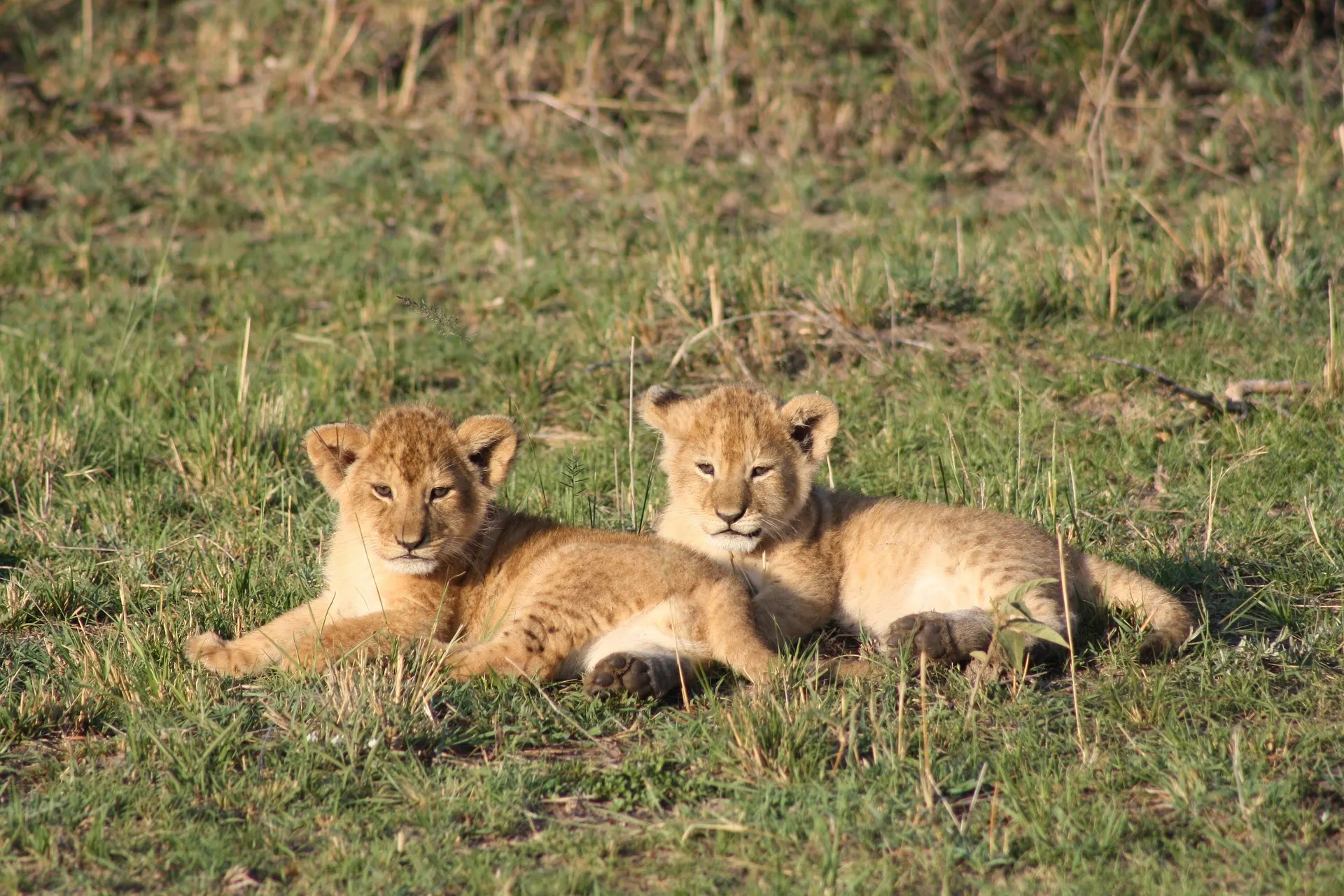 safaris to tanzania - cubs