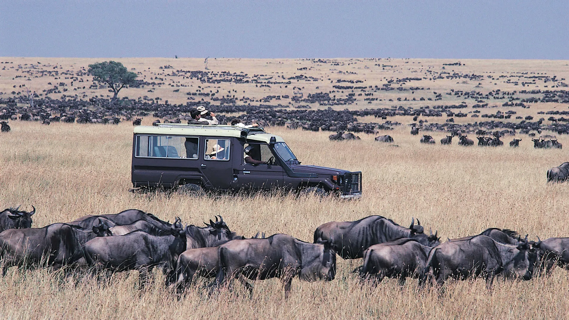 Great wildebeest migration masai mara - wildebeest