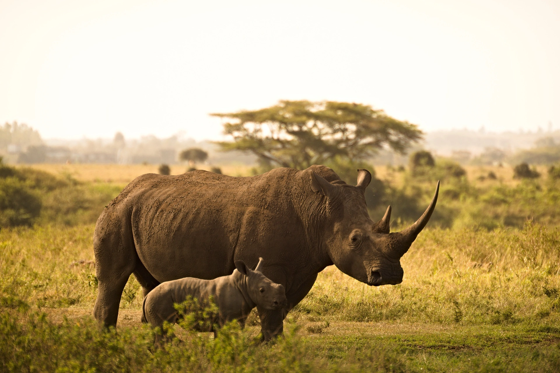 kenya jungle safari - rhinos