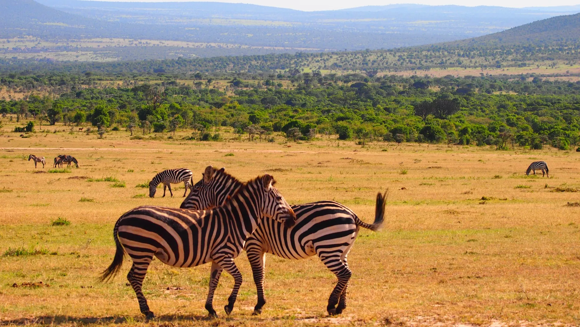 masai mara resort