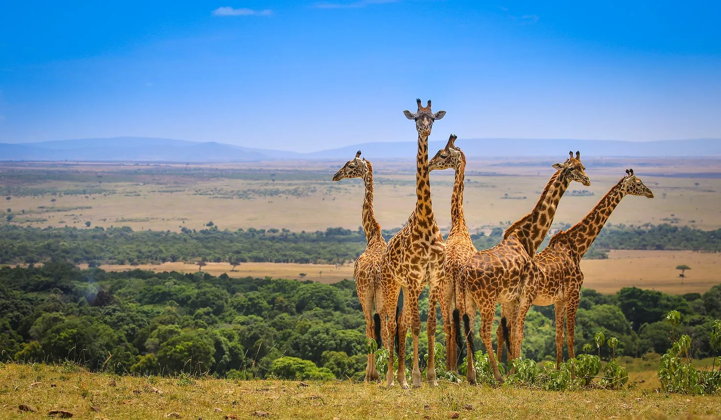 Giraffe at Masai Mara