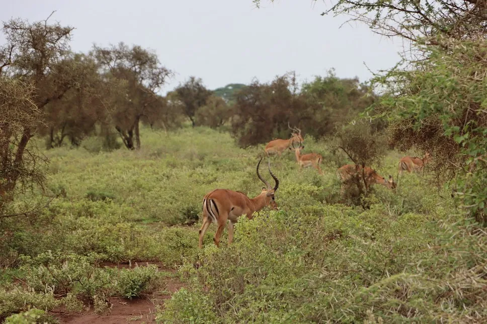 Antelopes in Kenya