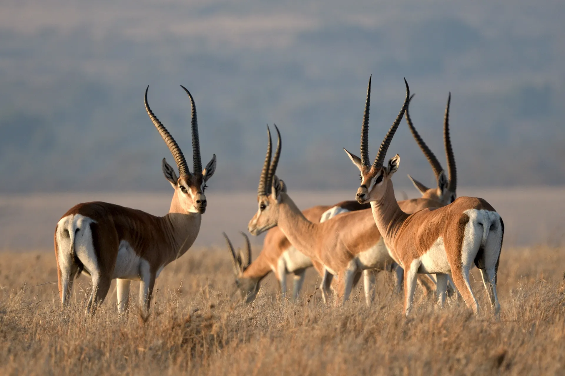 Antelopes - best kenya safari tours