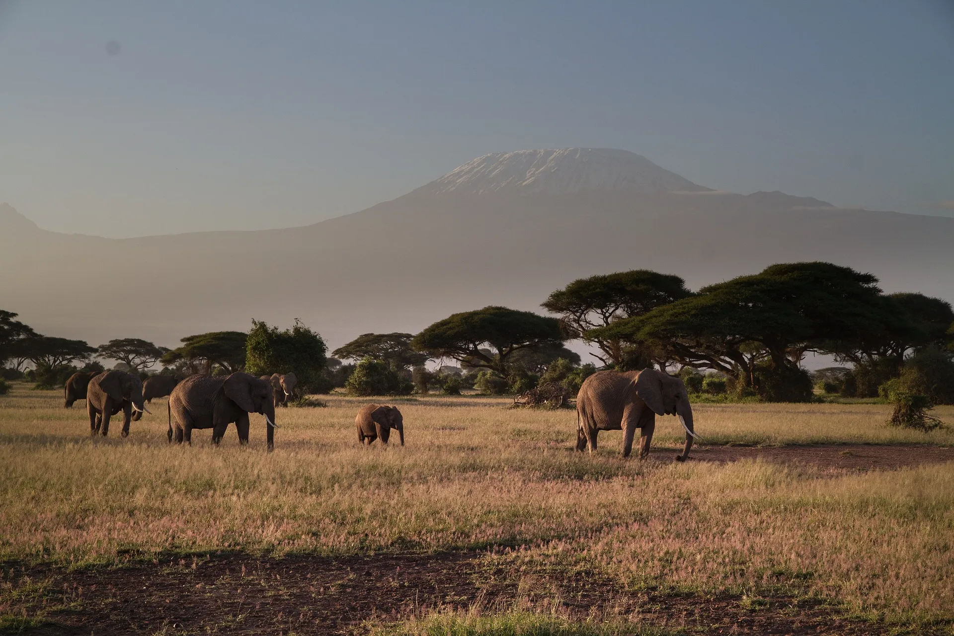 kenya safari tours from mombasa