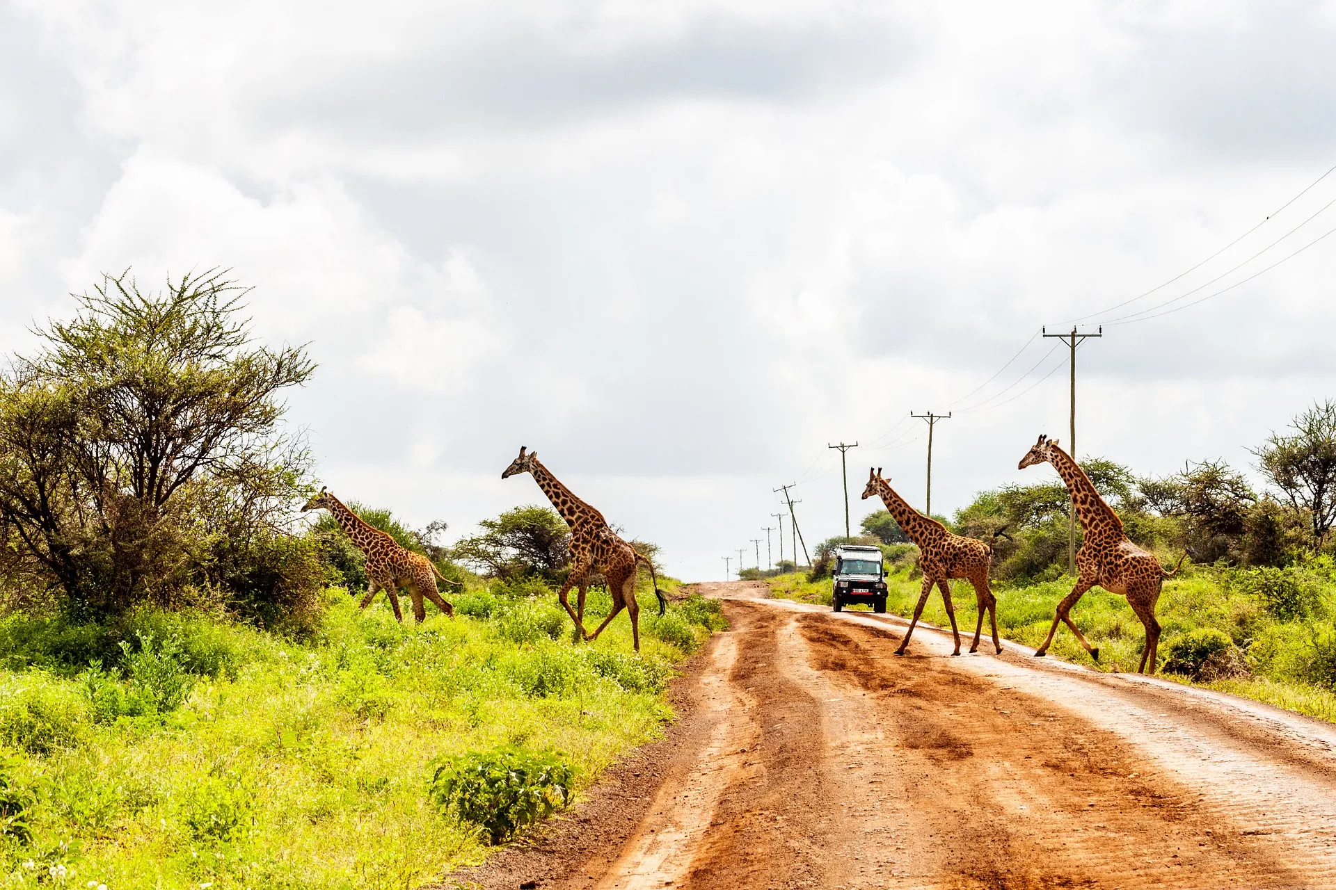 kenya holiday package - giraffe