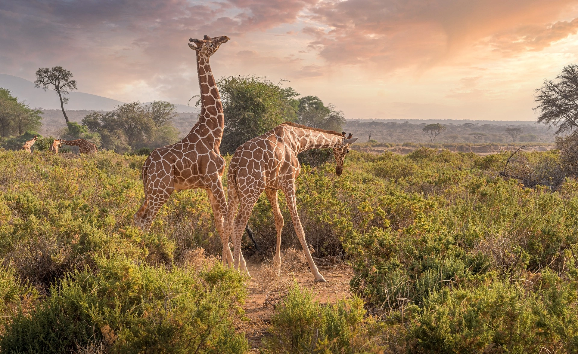safari holiday packages kenya - giraffes