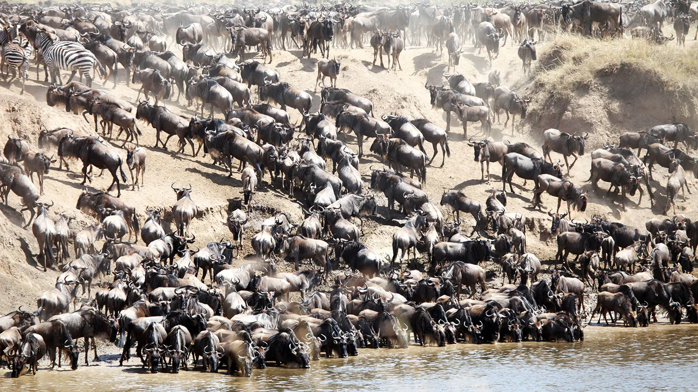 wildebeest migration masai mara - wildebeest