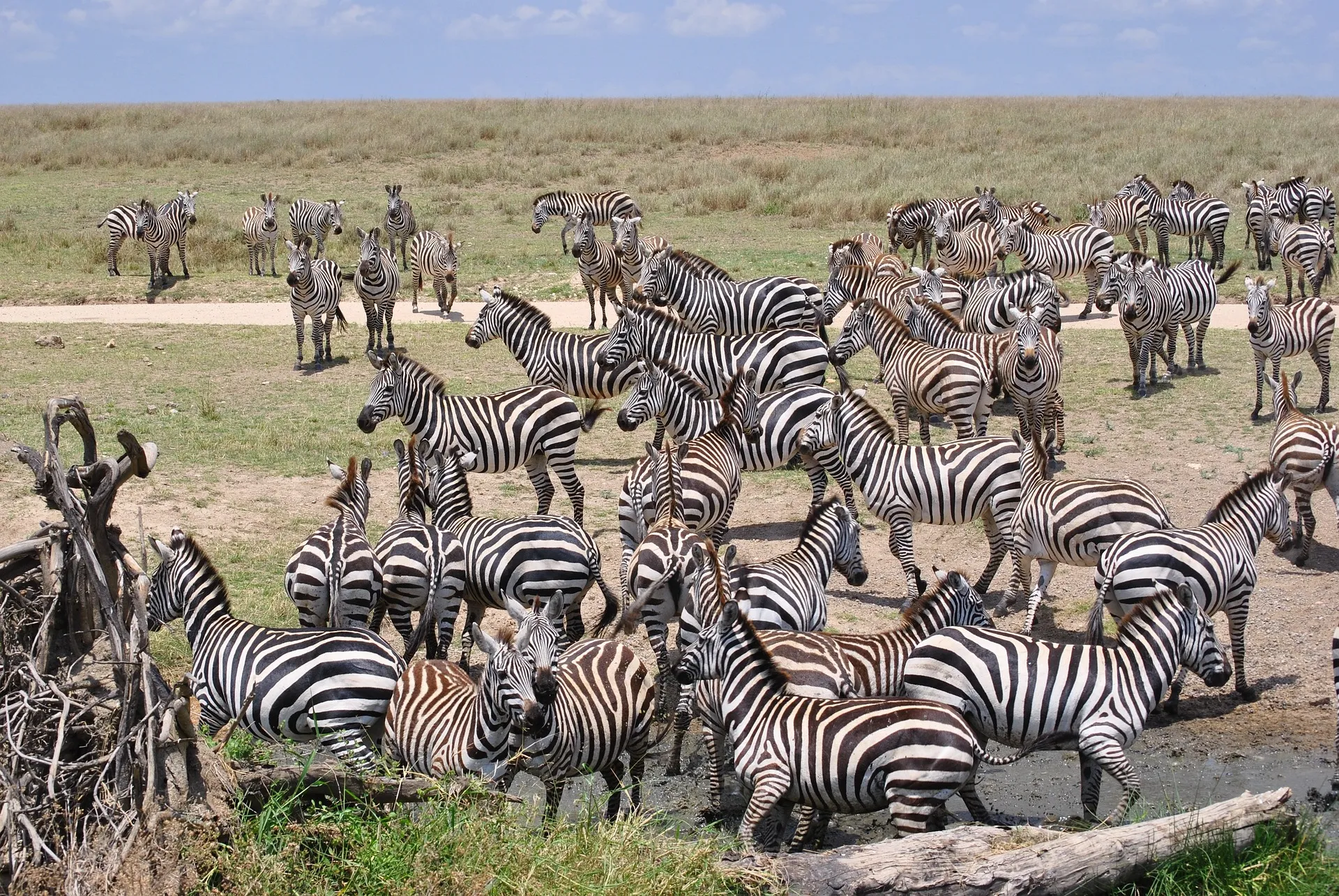 serengeti resorts