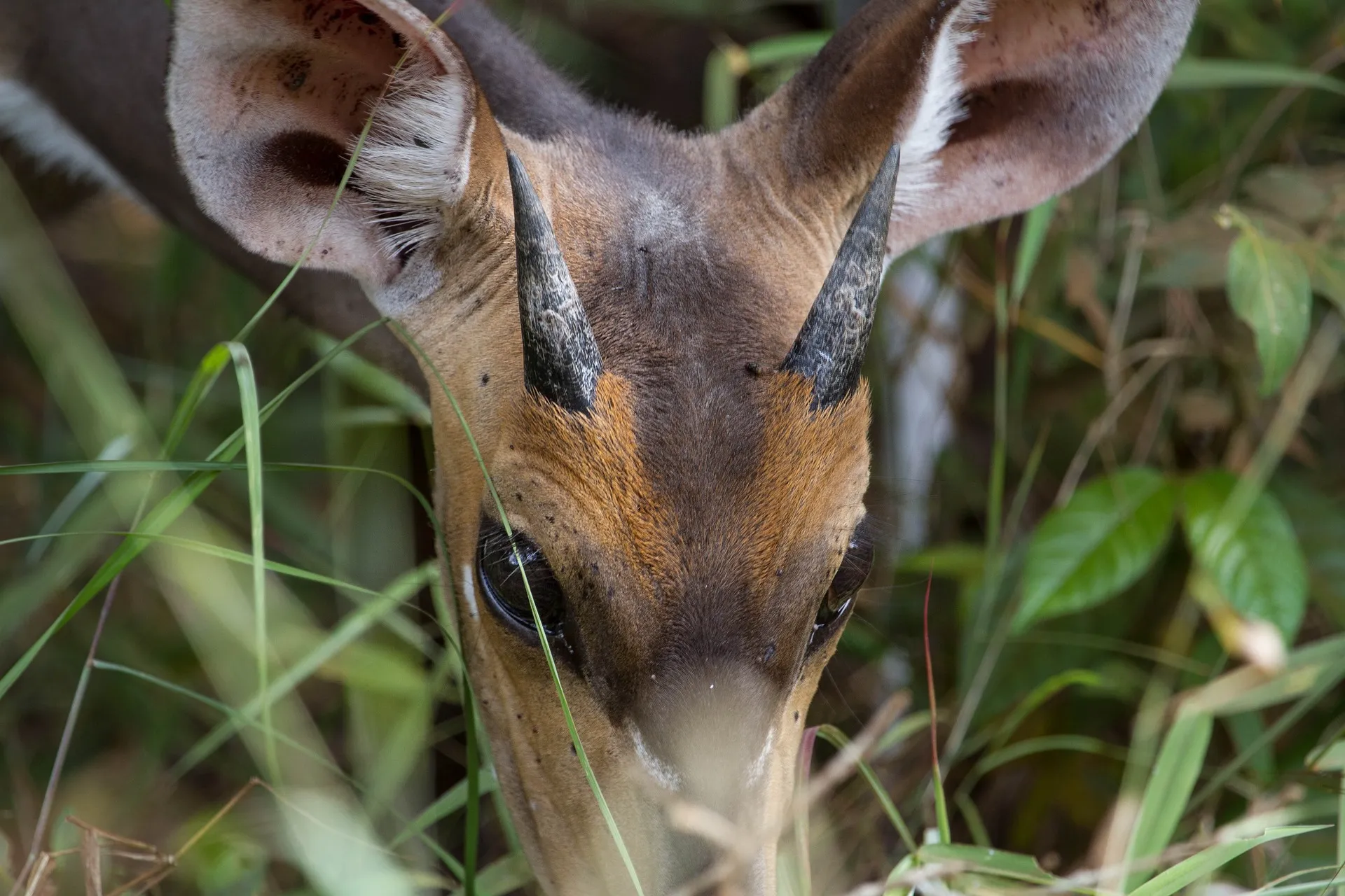 antelope - mombasa safaris kenya