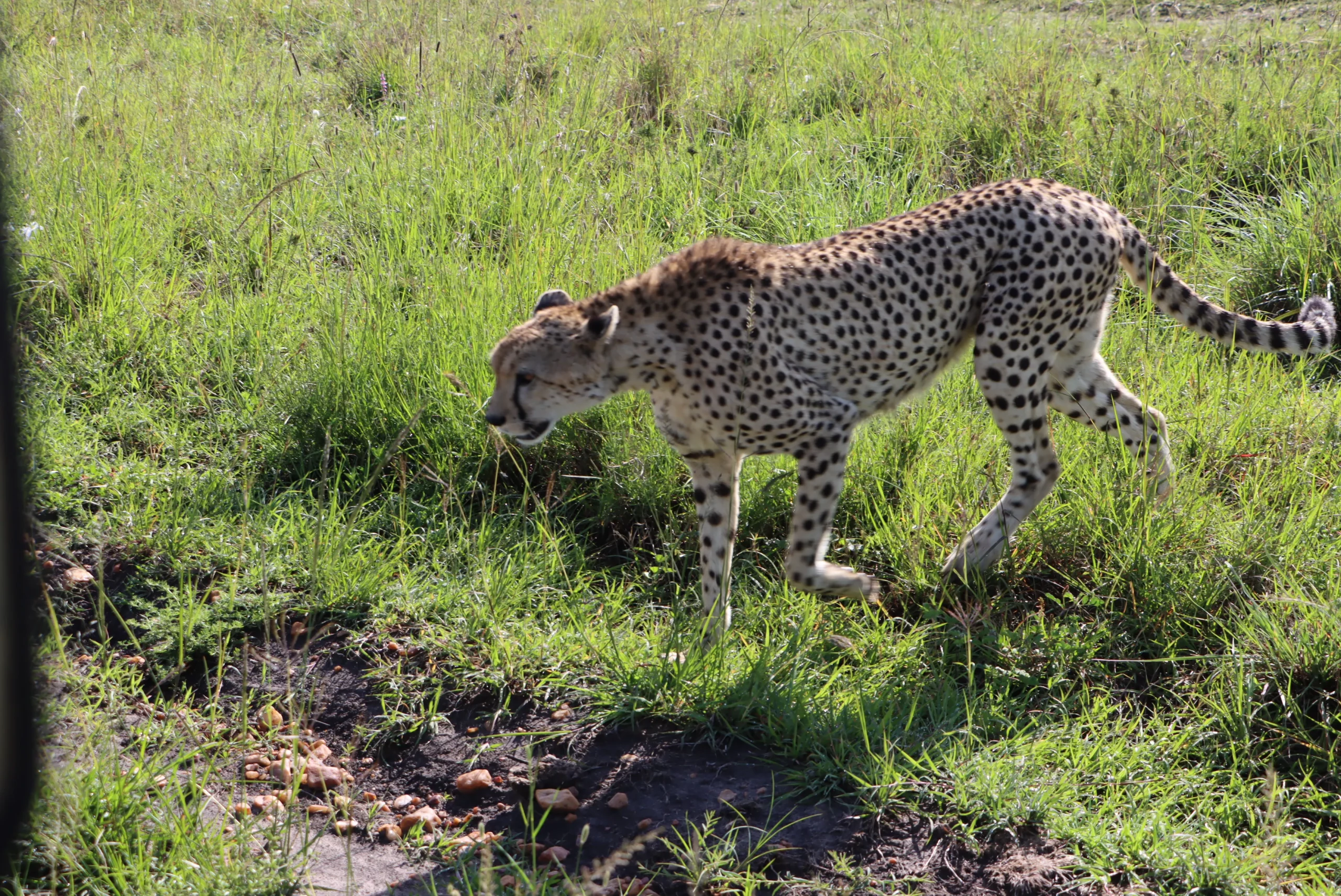 Cheetah at Kenya - 4-day safari kenya