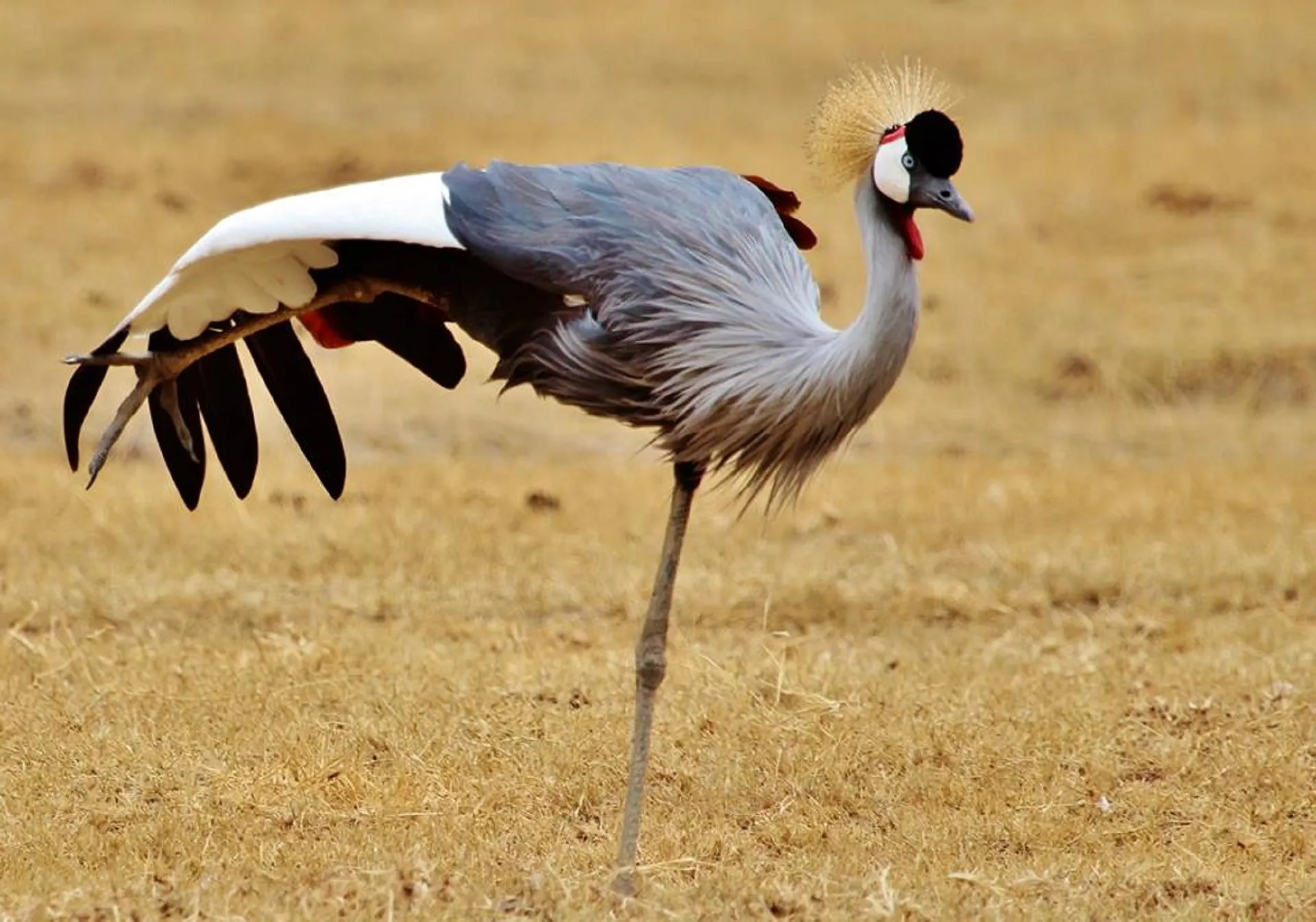 kenya tanzania travel - uganda crane