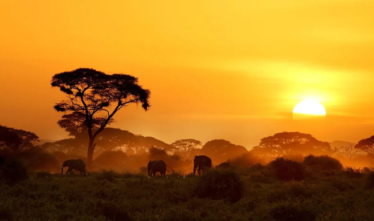 sunrise - elephant - kenya tours