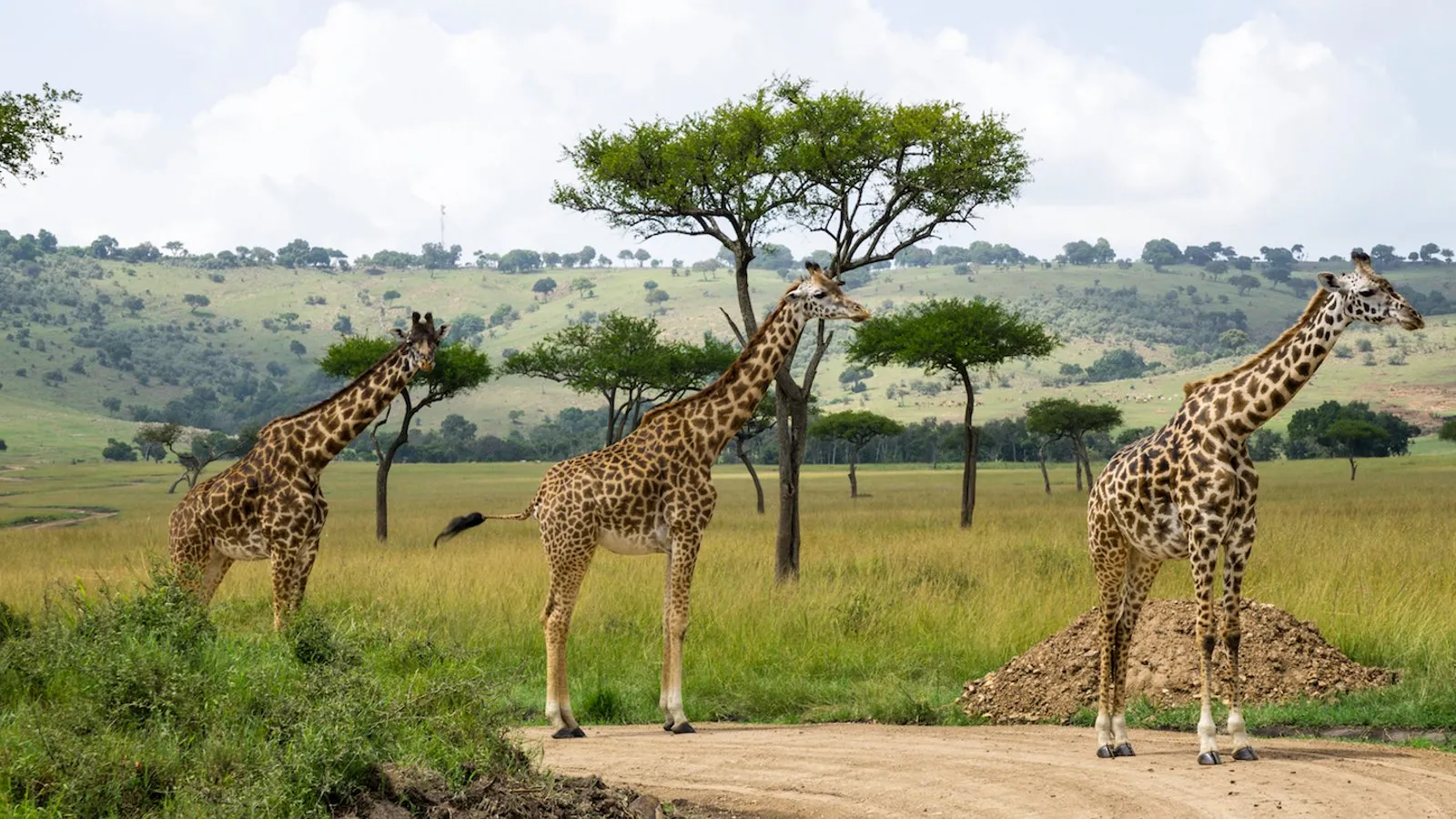 Giraffe at Naivasha