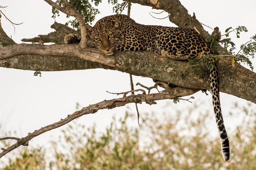Leopard - kenya tour packages from nairobi