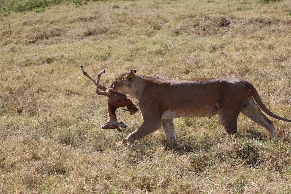 Kenya safari - lion