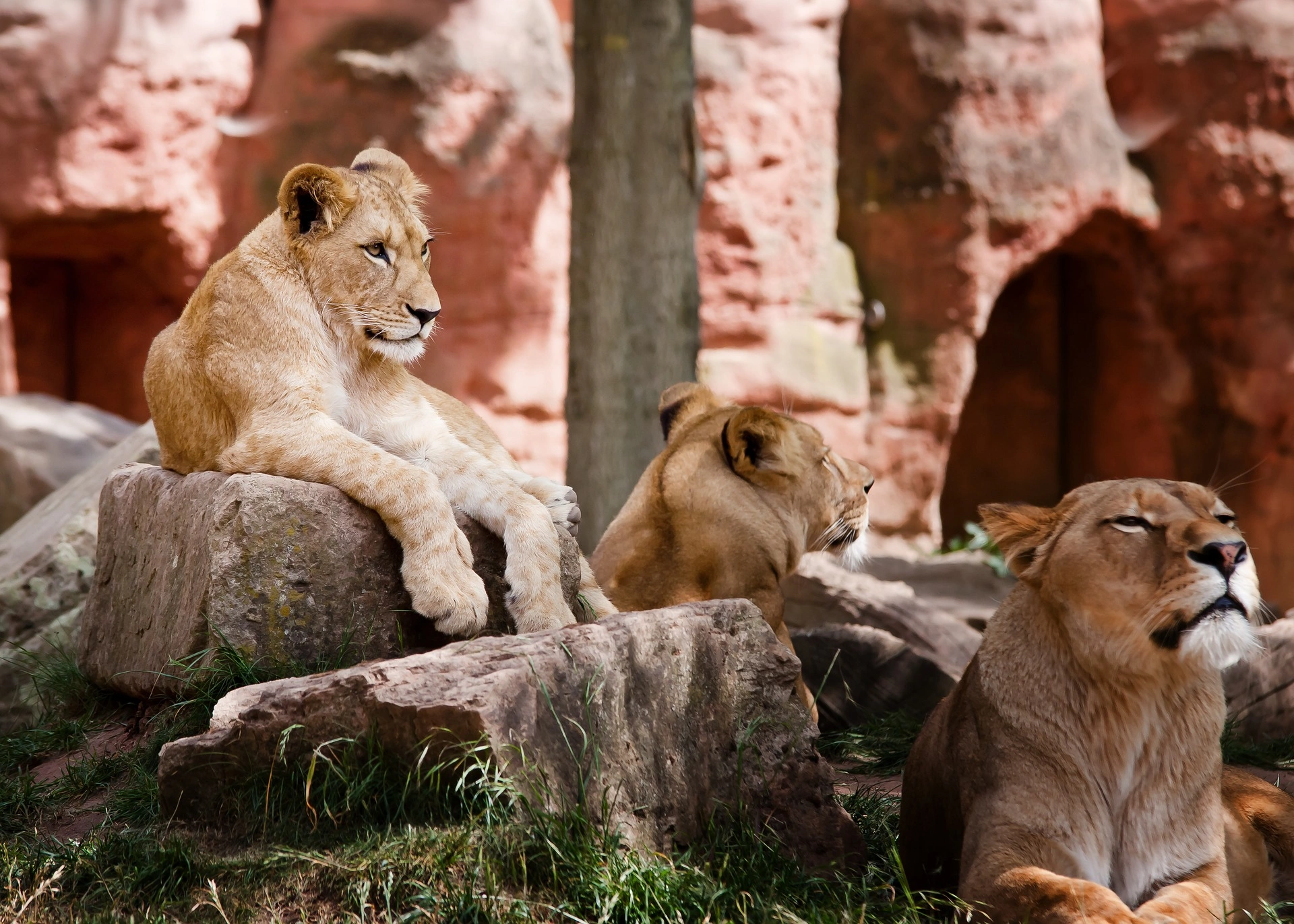 Kenya safari - lioness