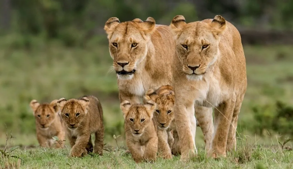 tours in kenya packages - pride of lion