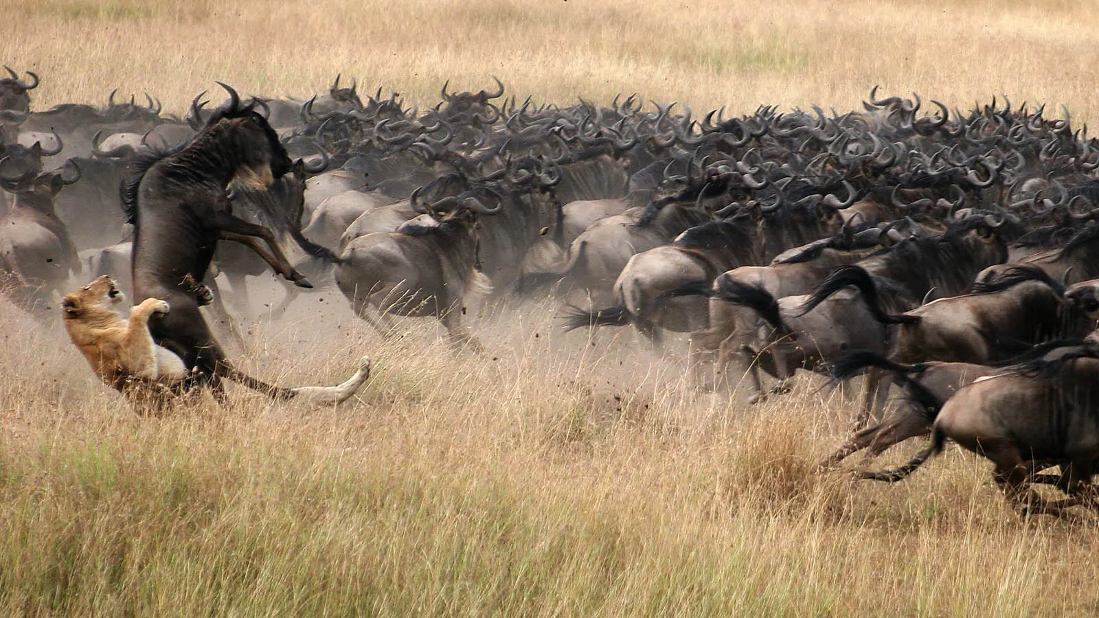 Great migration masai mara - lion