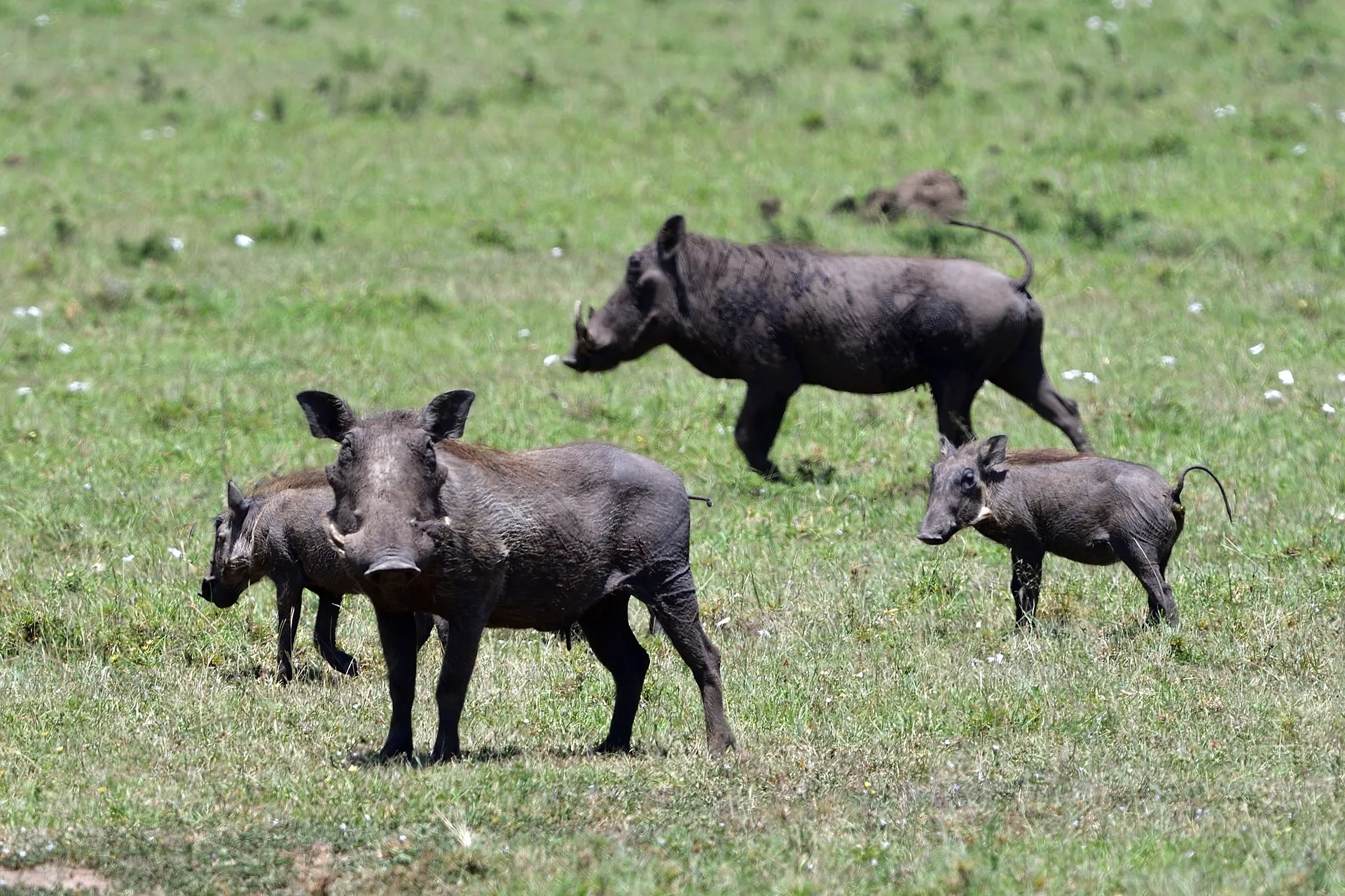 warthog in Kenya safari