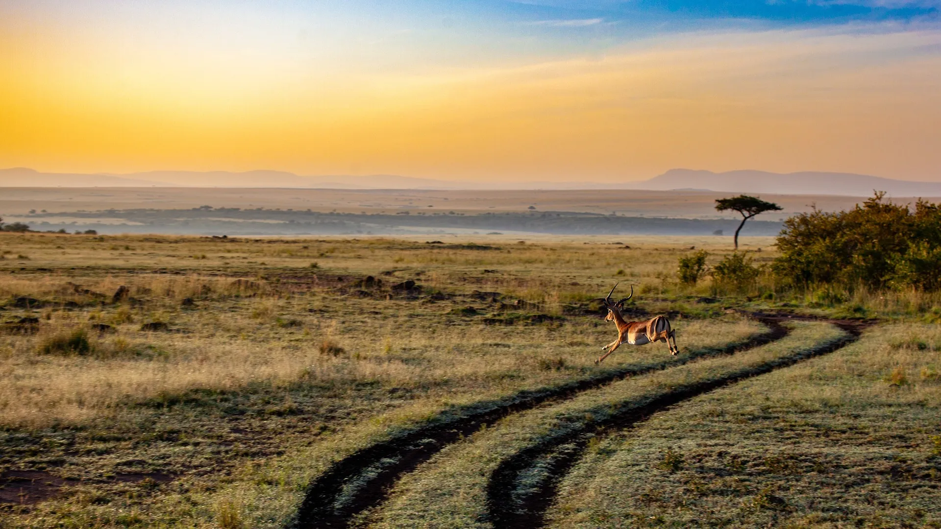 cheap kenya safari holidays - antelope