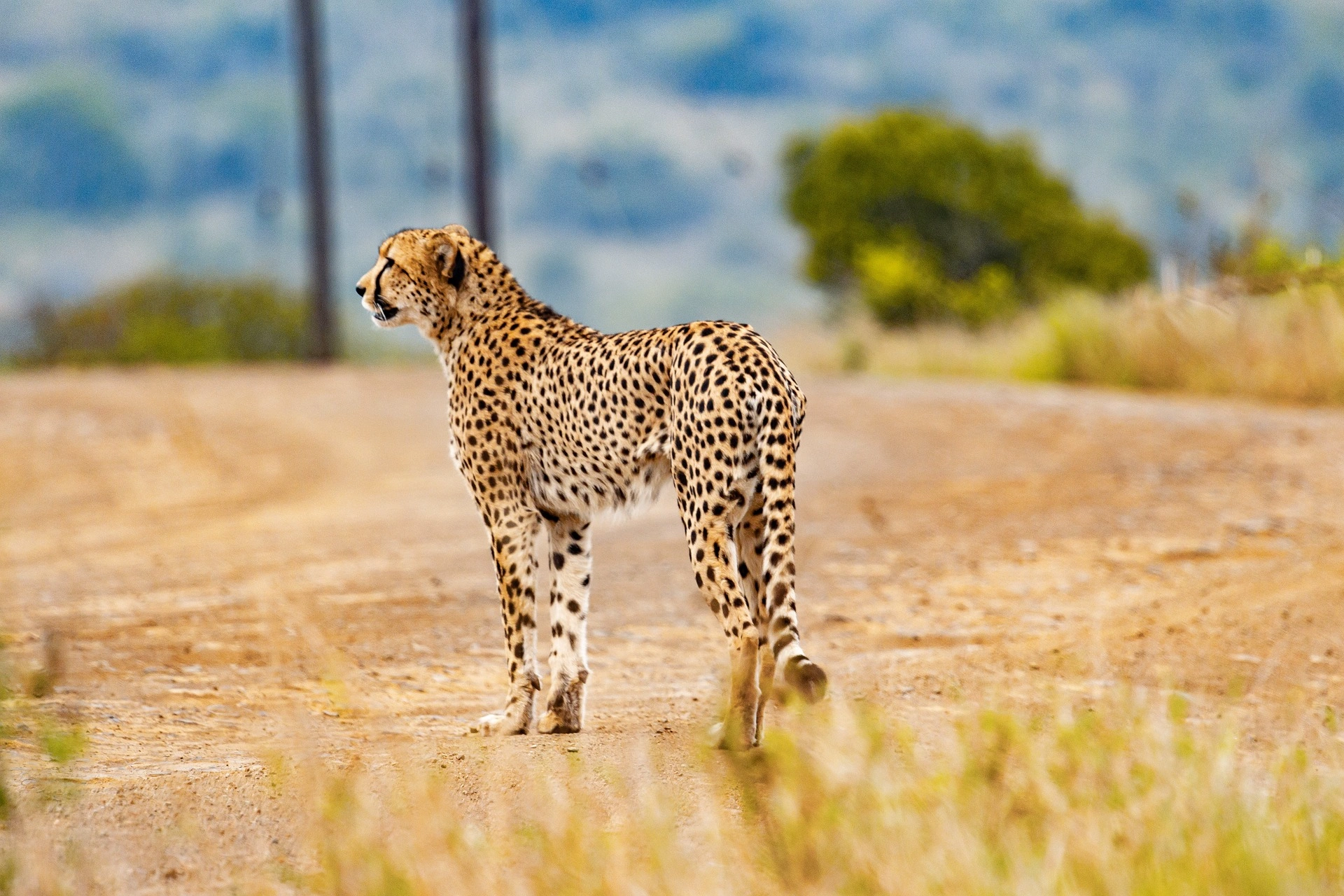 kenya safari holidays - cheetah