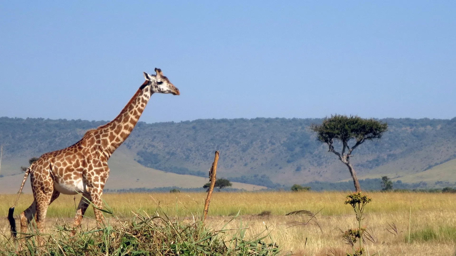 giraffe in kenya