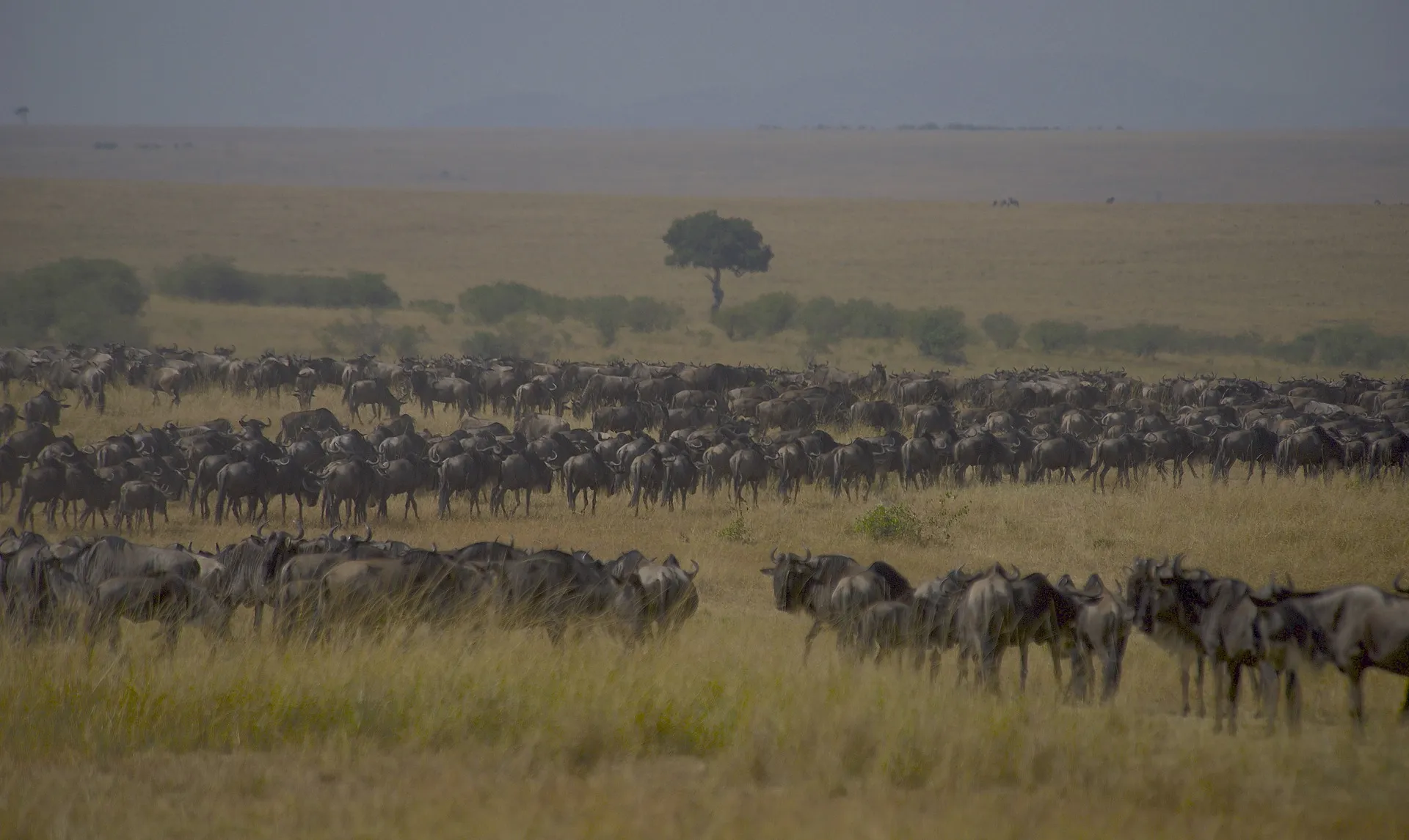 wildebeest migration at mara