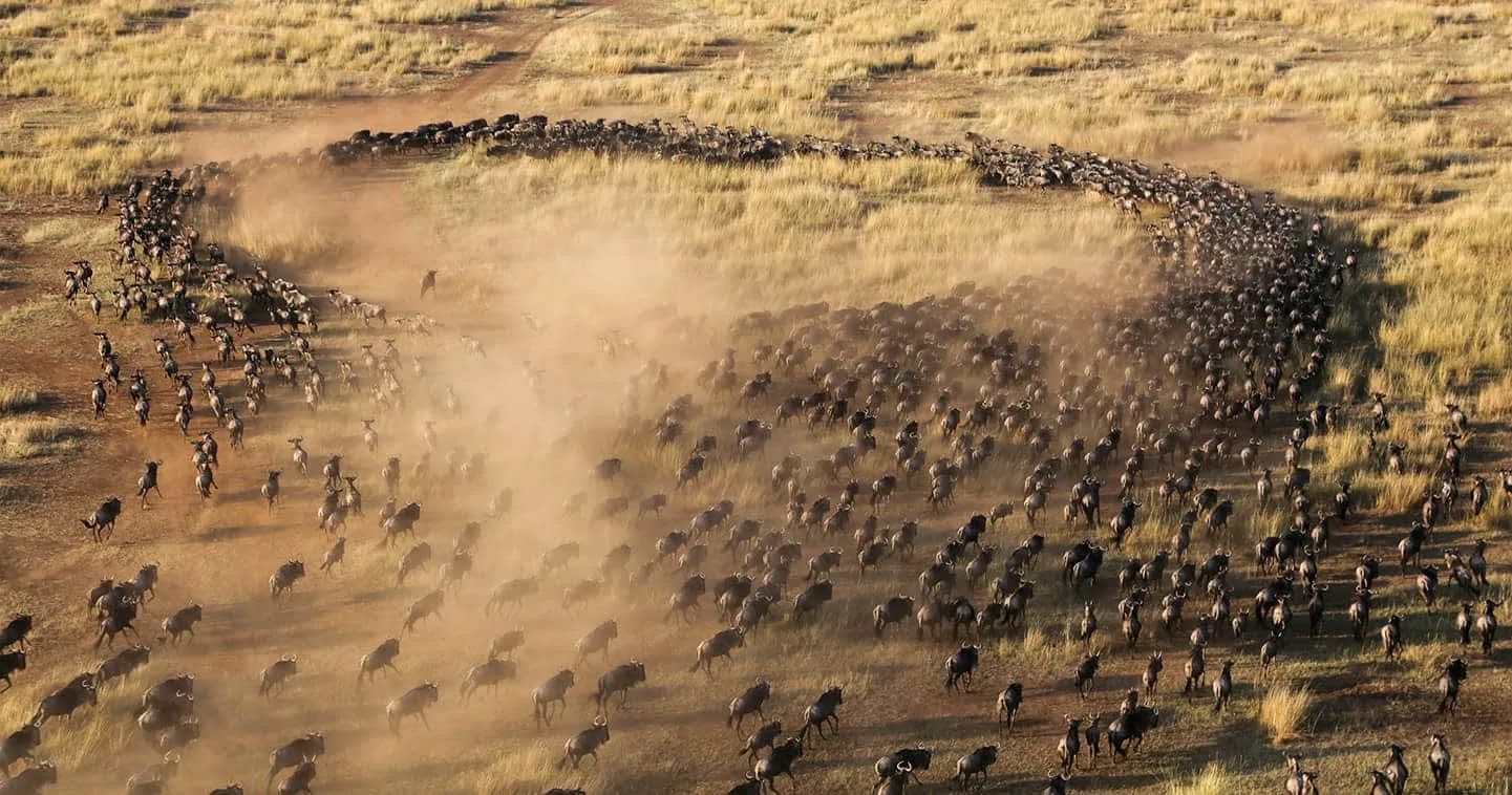 Great migration masai Mara
