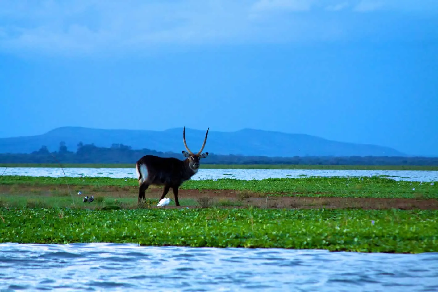 Waterbuck at Naivasha